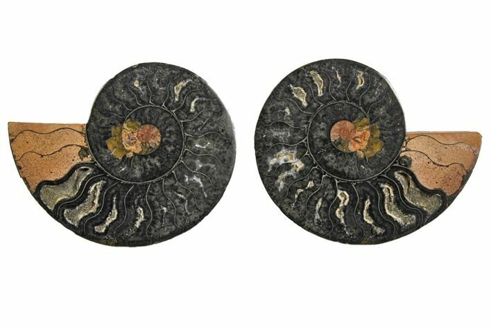 Cut/Polished Ammonite Fossil - Unusual Black Color #132590